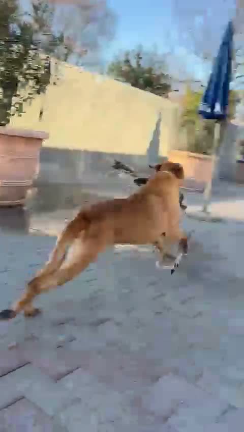 Meticcio cani in regalo: ARGO CERCA CASA - Video 1