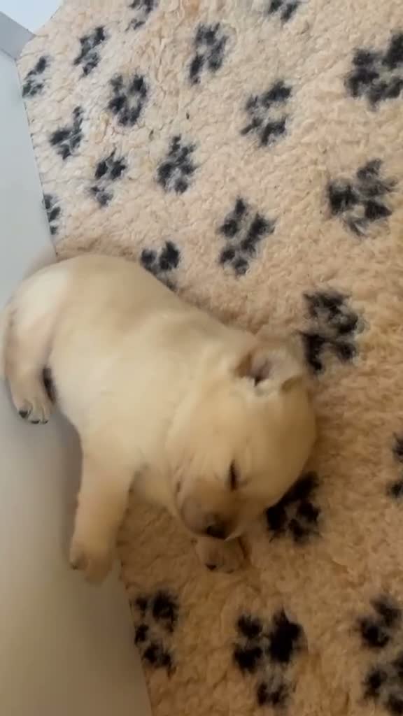 Labrador cani in vendita: Splendida cucciolata di Labrador Retriever - Video 2