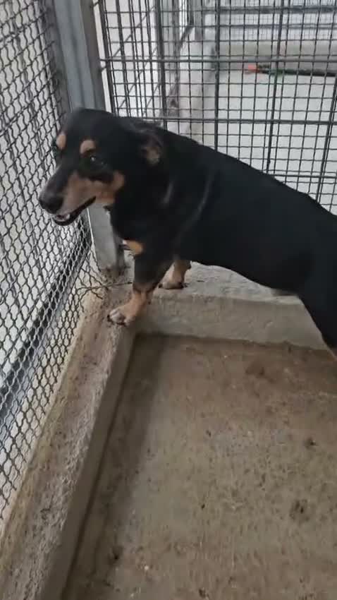 Pinscher Tedesco cani in regalo: Philips: pinscherino socievole. Lo cedono  - Video 4
