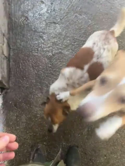 Meticcio cani in regalo: LILLO 8-9anni adorabile piccoletto! - Video 1