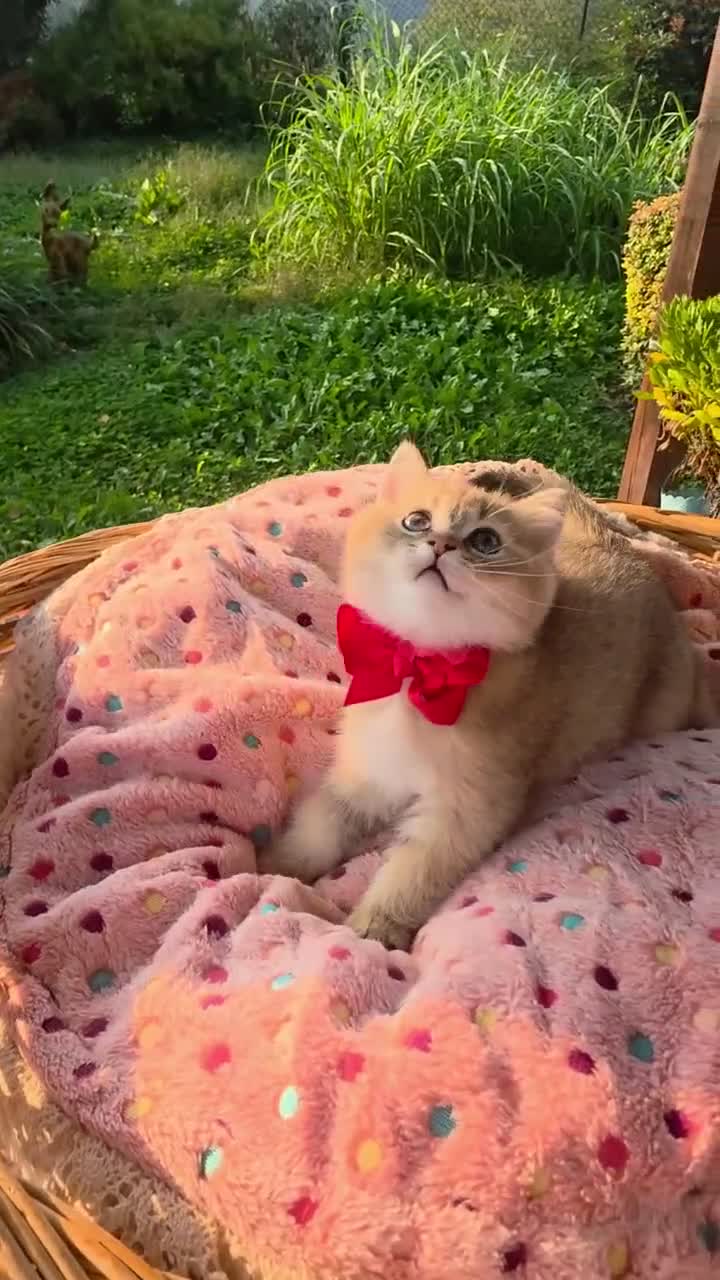 British gatti in vendita: Cuccioli British Golden e Silver - Video 4