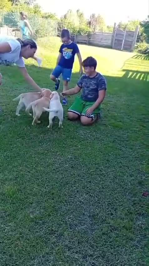 Labrador cani in vendita: Labrador Retriever con pedigree  - Video 1