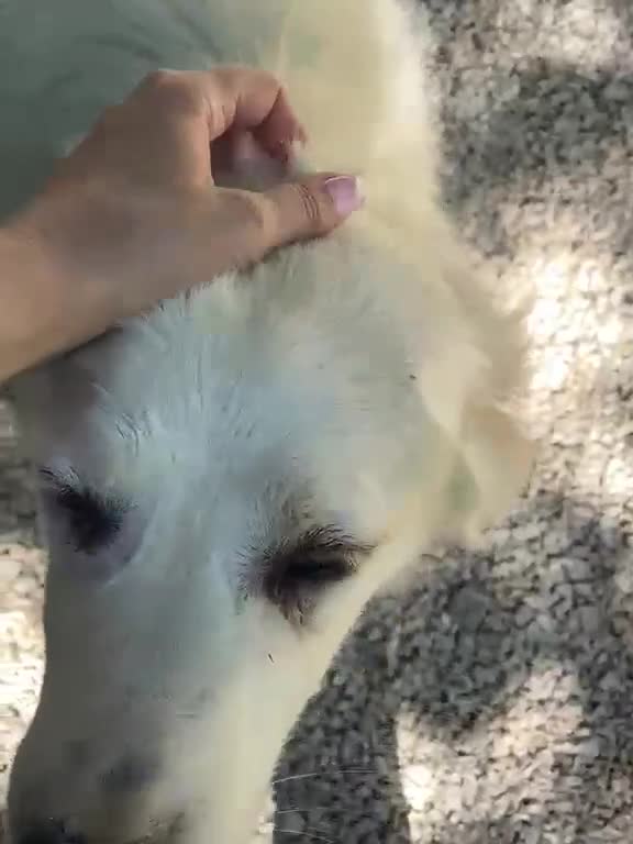 Meticcio cani in regalo: IL TENERISSIMO OSLO - Video 2