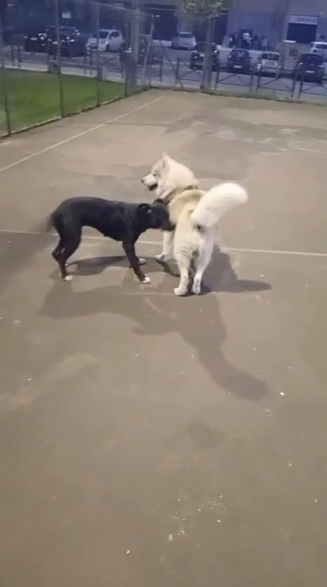 Pitbull cani in regalo: Regalo Pitbull Akira 4 anni - Video 1