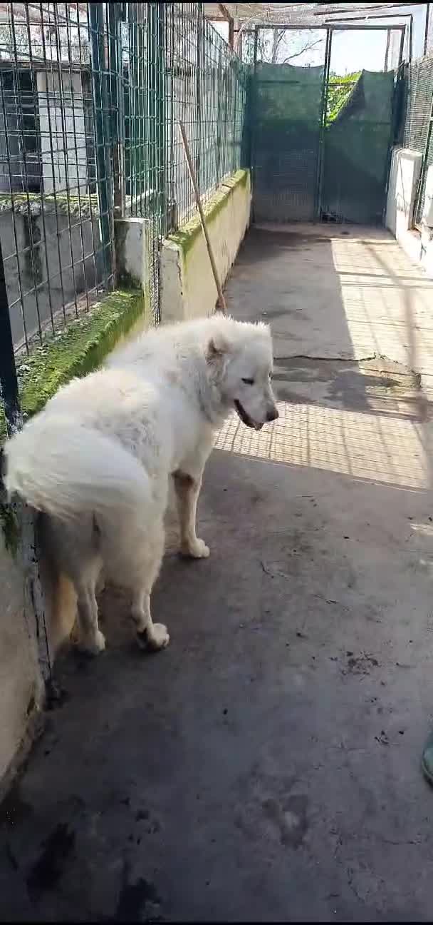 Meticcio cani in regalo: Asia, nuvola bianca in canile - Video 1