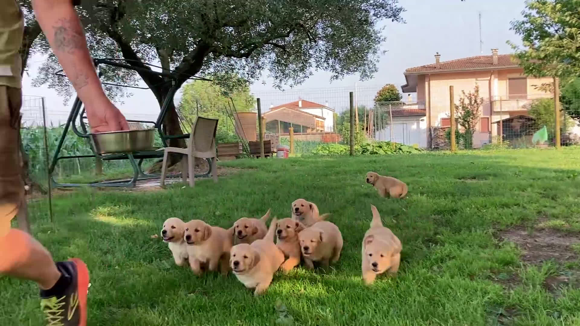 Golden Retriever cani in vendita: Cuccioli di golden retriever a Provincia di Vicenza - Video 1