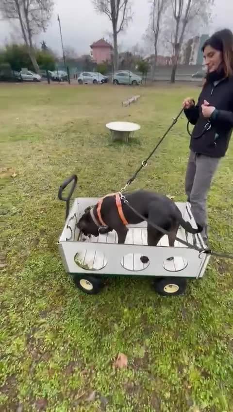 Meticcio cani in regalo: MAX CERCA CASA - Video 1