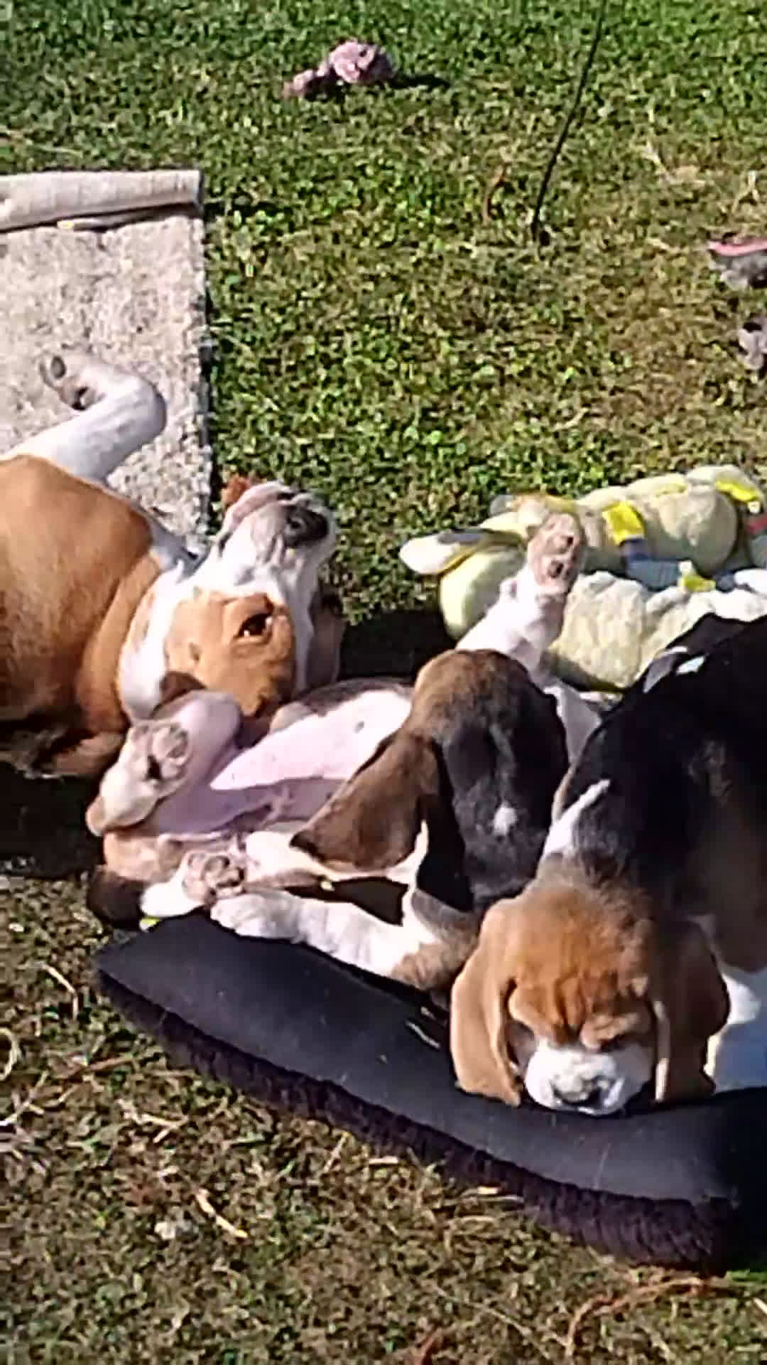 Beagle cani in vendita: Meravigliosa cucciolata Beagle - Video 2