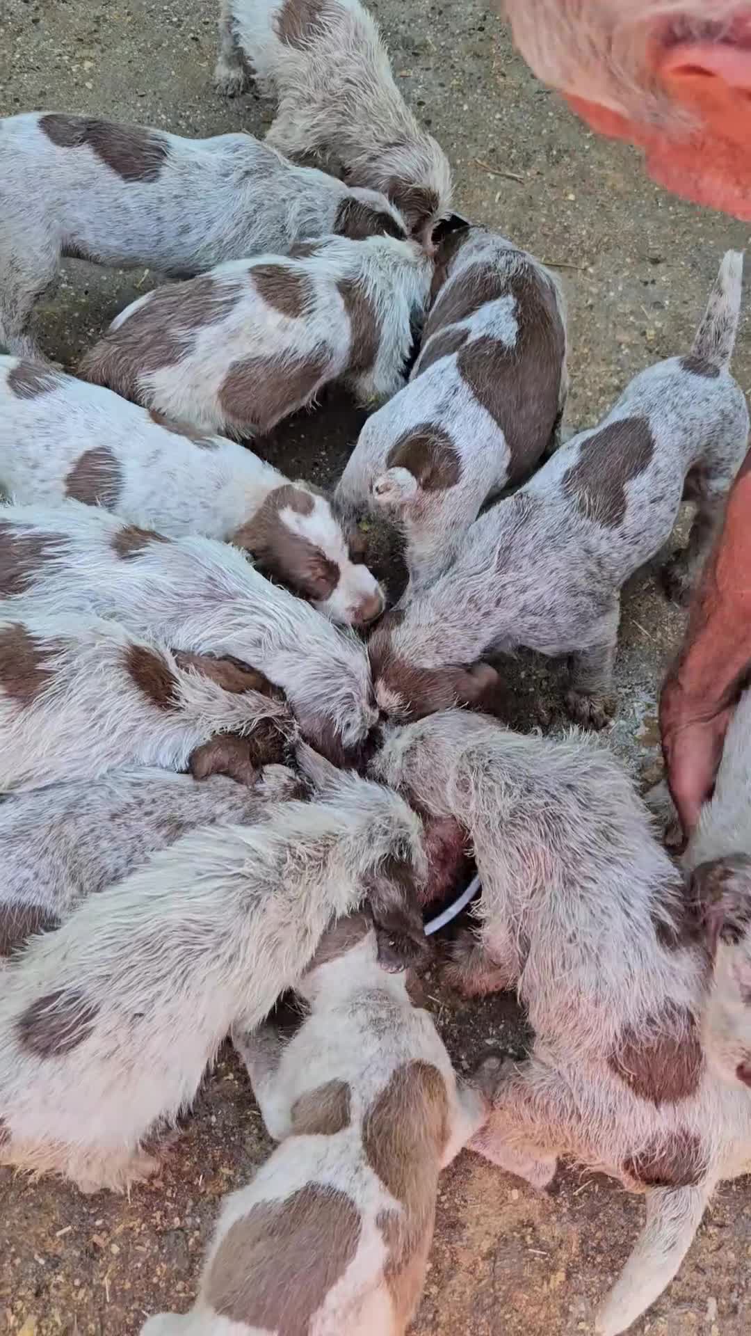 Spinone cani in vendita: Spinone Italiano con pedigree - Video 1
