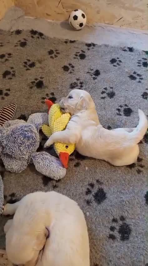Golden Retriever cani in vendita: Vendo cuccioli - Video 1
