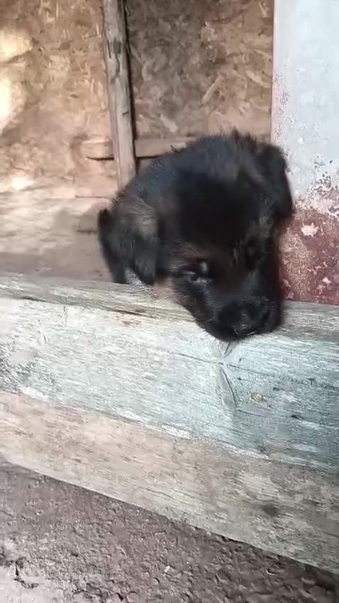 Pastore Tedesco cani in vendita: Cuccioli di Pastore Tedesco - Video 1