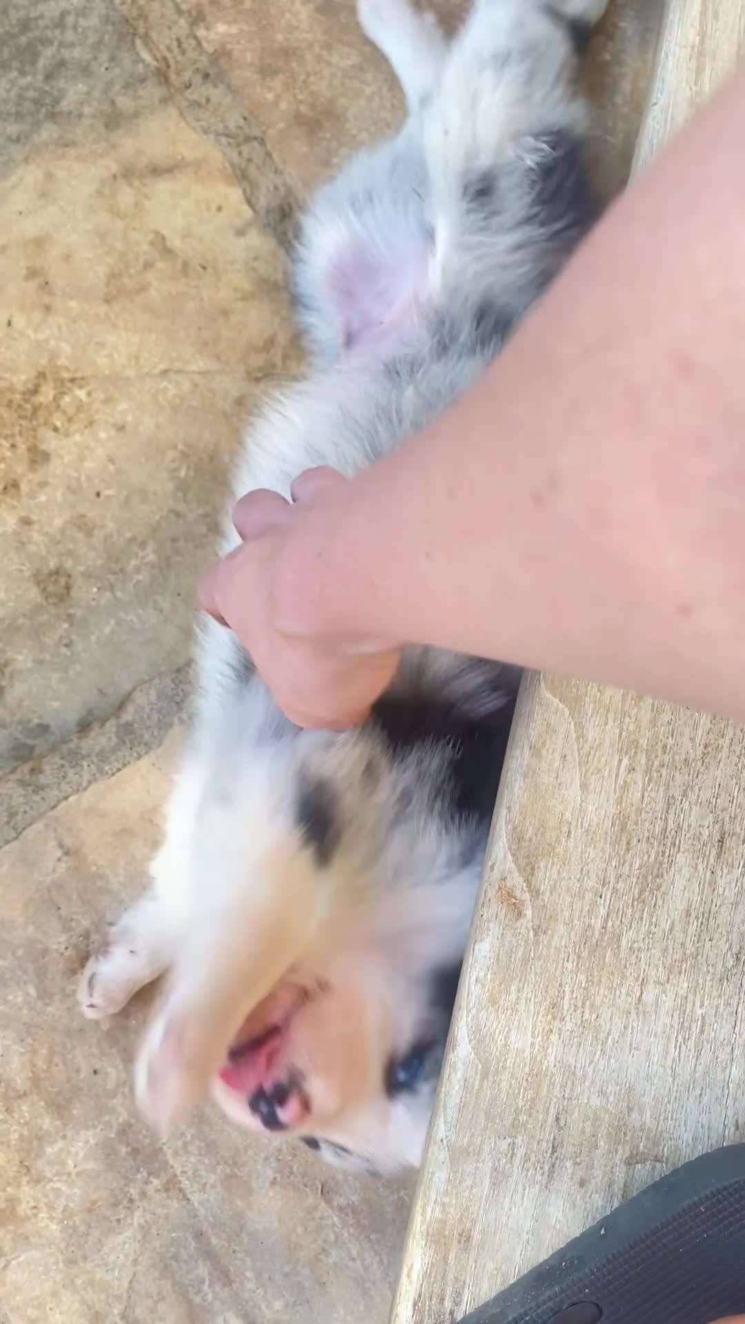 Border Collie cani in vendita: Cuccioli border collie  - Video 4