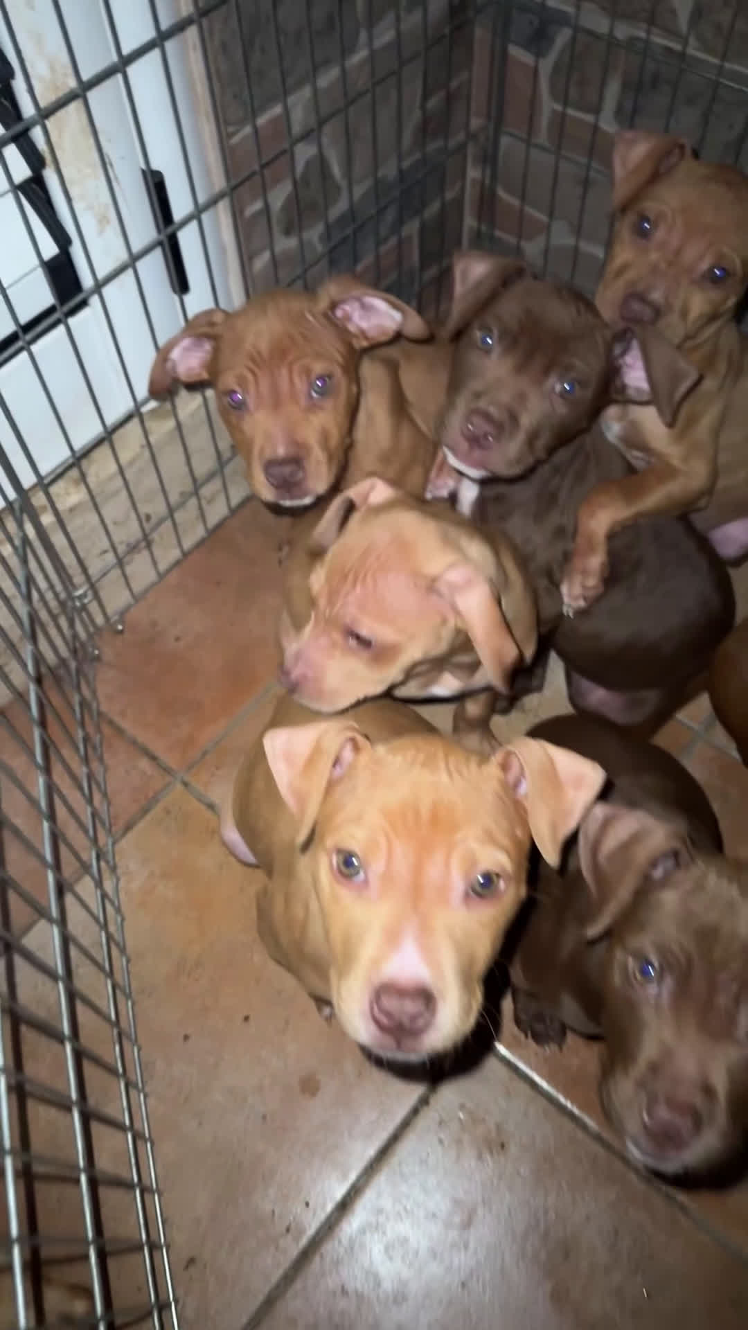 Pitbull cani in vendita: American PitBull Terrier Red Nose  - Video 1