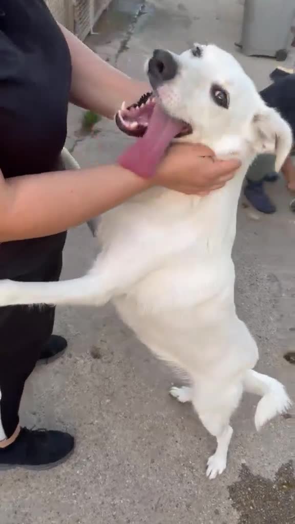Meticcio cani in regalo: WILMA 🩷 oltre la timidezza c’è un tesoro a Provincia di Parma - Video 1