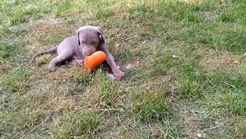 Weimaraner cani in vendita: Cuccioli Weimaraner - Video 2