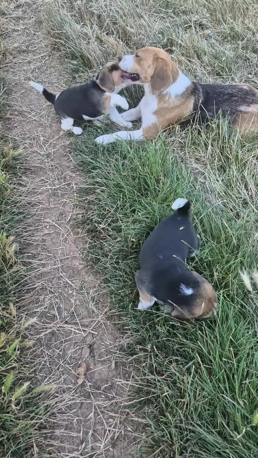 Beagle cani in vendita: 4 Cuccioli maschi di Beagle con Pedigree ENCi a Provincia di Viterbo - Video 1