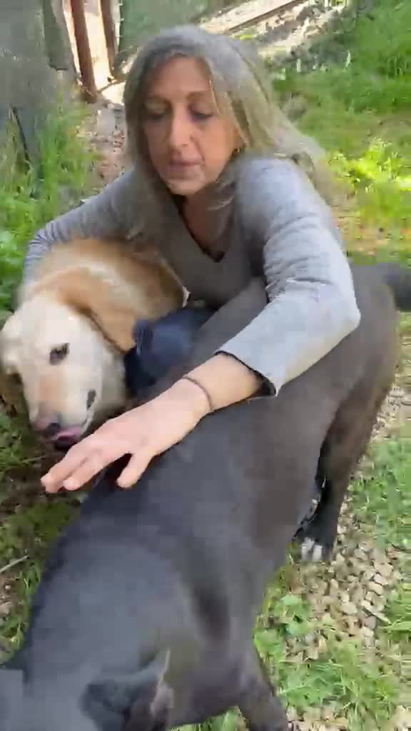 Meticcio cani in regalo: Oscar, un mare di dolcezza - Video 1