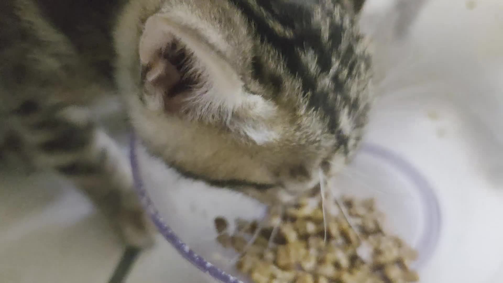 Bengala gatti in vendita: Cuccioli di Bengala vendita - Video 1