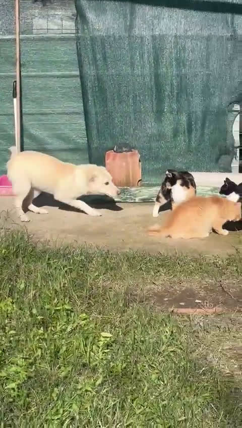 Meticcio cani in regalo: ZOOMY 🩷 -cucciola sta crescendo al freddo del box - Video 2