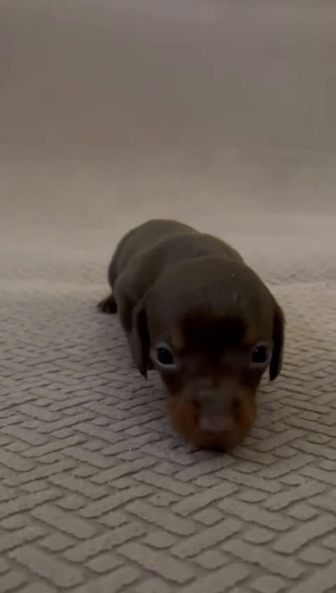 Bassotto cani in vendita: BASSOTTINI - Video 3