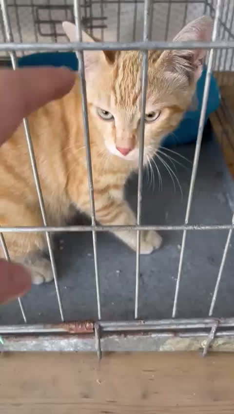 Europeo gatti in regalo: Micino rosso maschio occhi verdi - Video 2