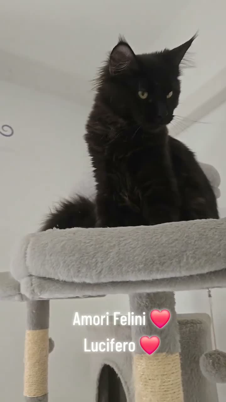 Maine Coon gatti in vendita: Cucciolo Maine Coon total black  3 mesi - Video 2