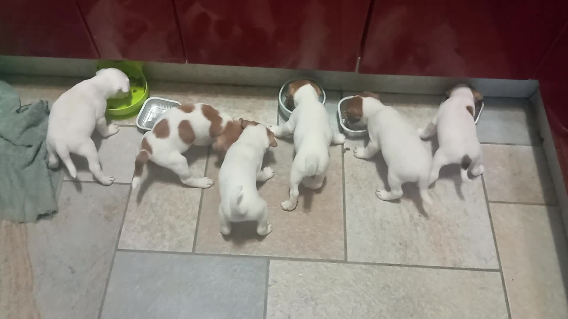 Jack Russell cani in vendita:  Cucciolo di Jack Russell Terrier Cerca Casa! 🐾 - Video 1