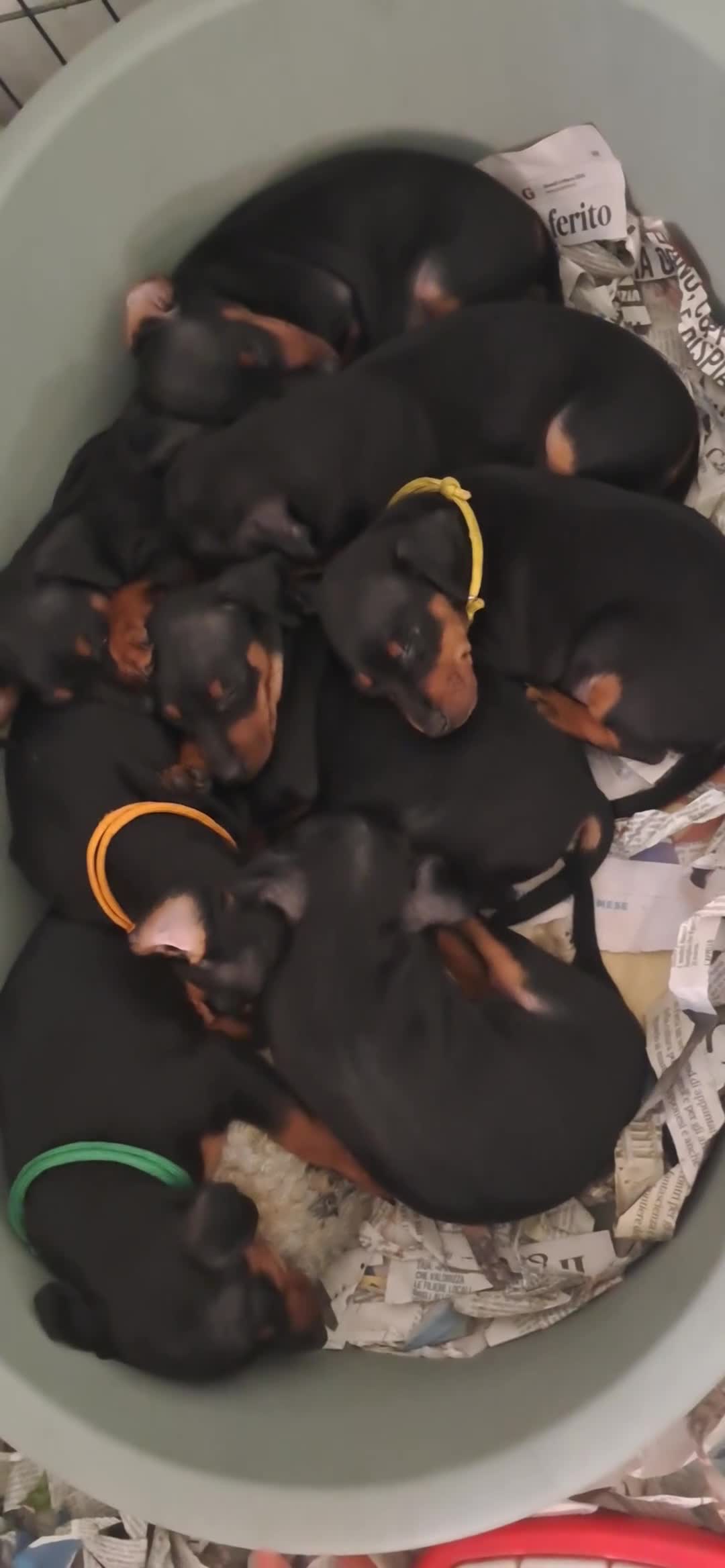 Pinscher Miniatura cani in vendita: Pinscher nano  - Video 3