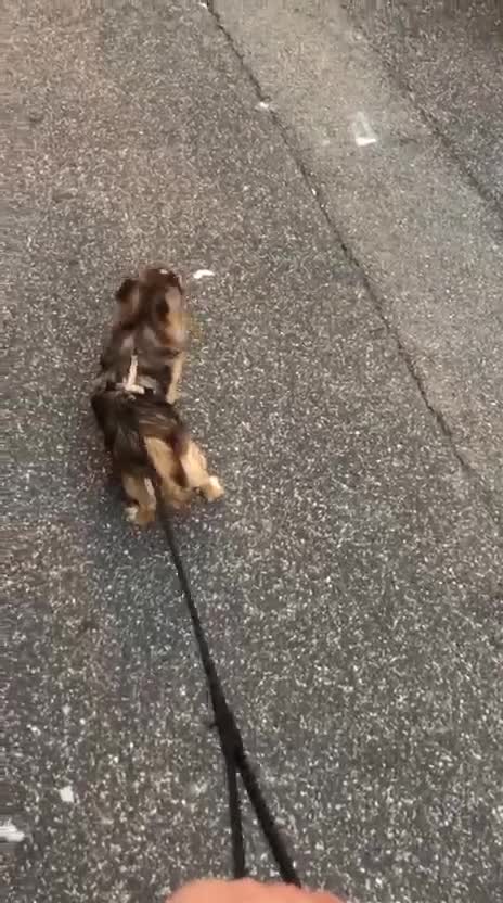 Chihuahua cani per accoppiamento: Bellissimo maschio Chihua mini per accoppiamento. - Video 1