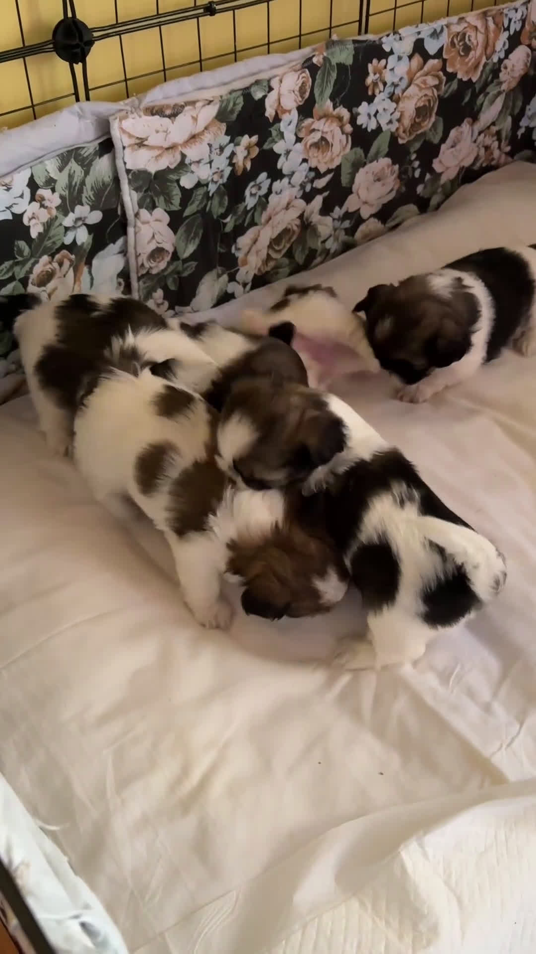 Shih Tzu cani in vendita: Vendita cuccioli Shih Tzu - Video 1