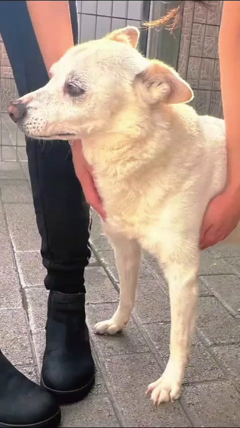 Meticcio cani in regalo: FOX CAGNOLINO CANDIDO - Video 1