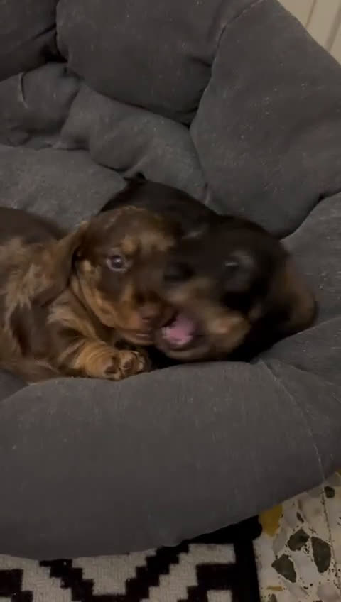 Bassotto cani in vendita: Bassotto Tedesco Nano a Pelo Duro - Video 1