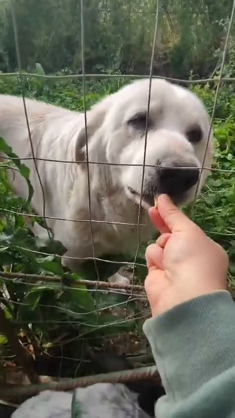 Meticcio cani in regalo: LUCKY a Provincia di Avellino - Video 1