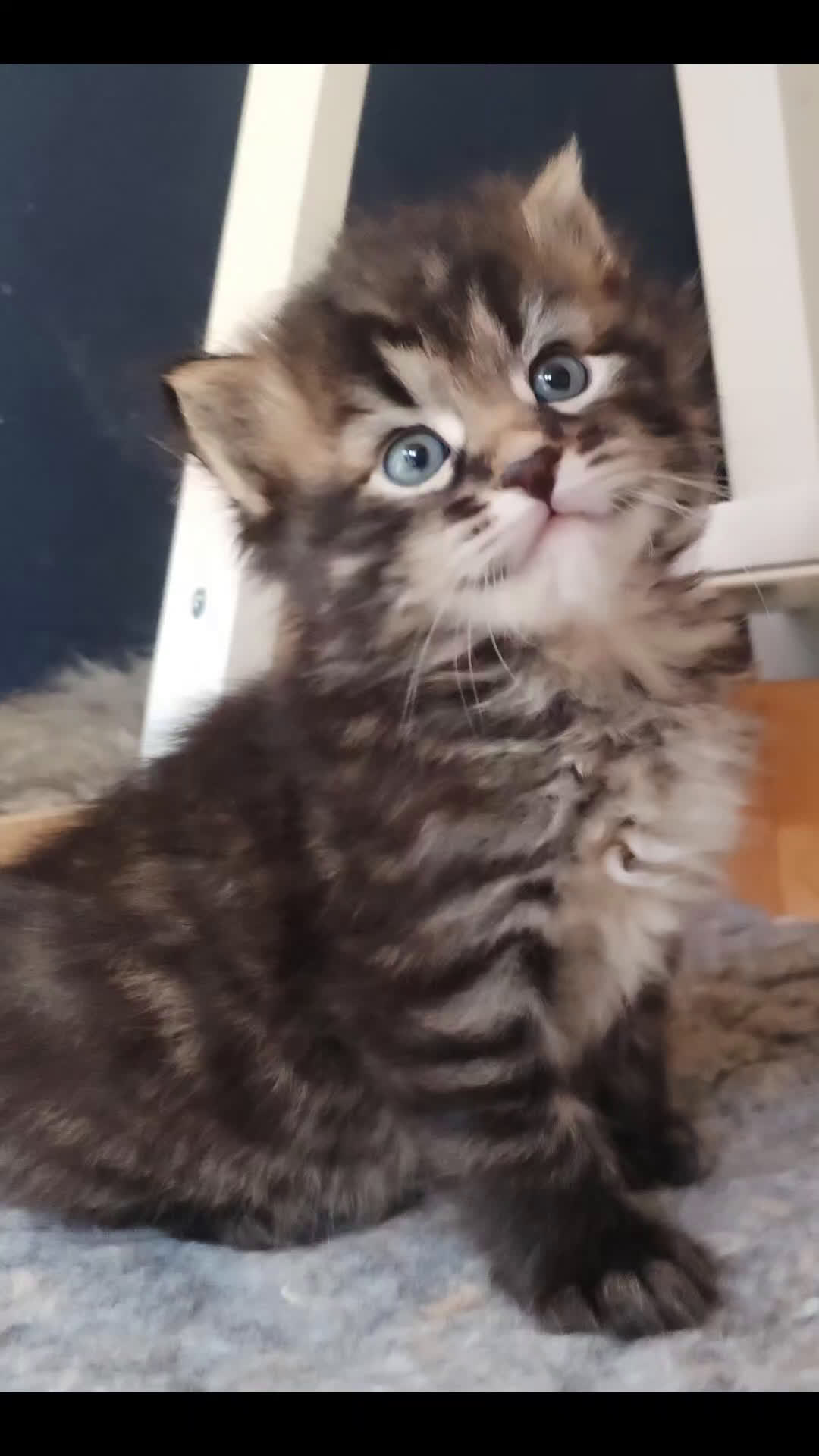Siberiano gatti in vendita: SIBERIANI GATTINI IPOALLERGENICI  a Provincia di Brescia - Video 2