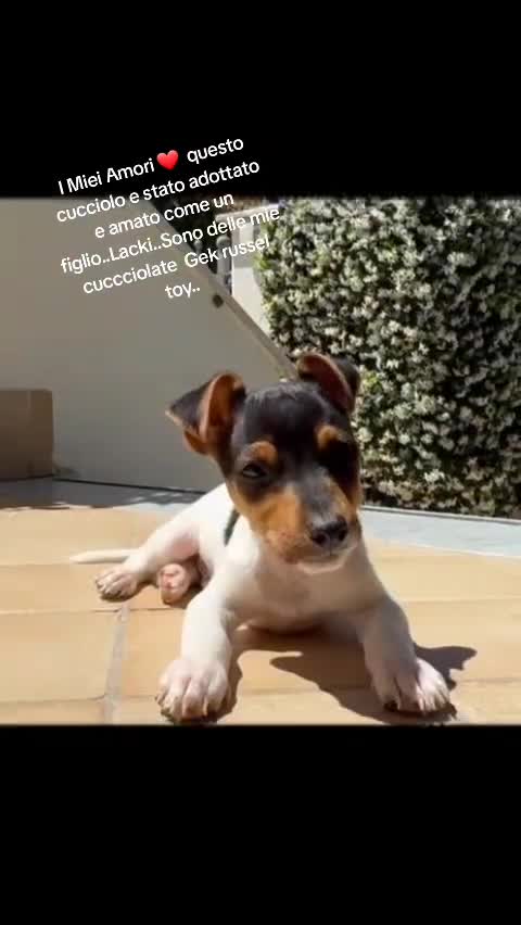 Jack Russell cani in vendita: Gek Russel  toy  zampa corta  - Video 1