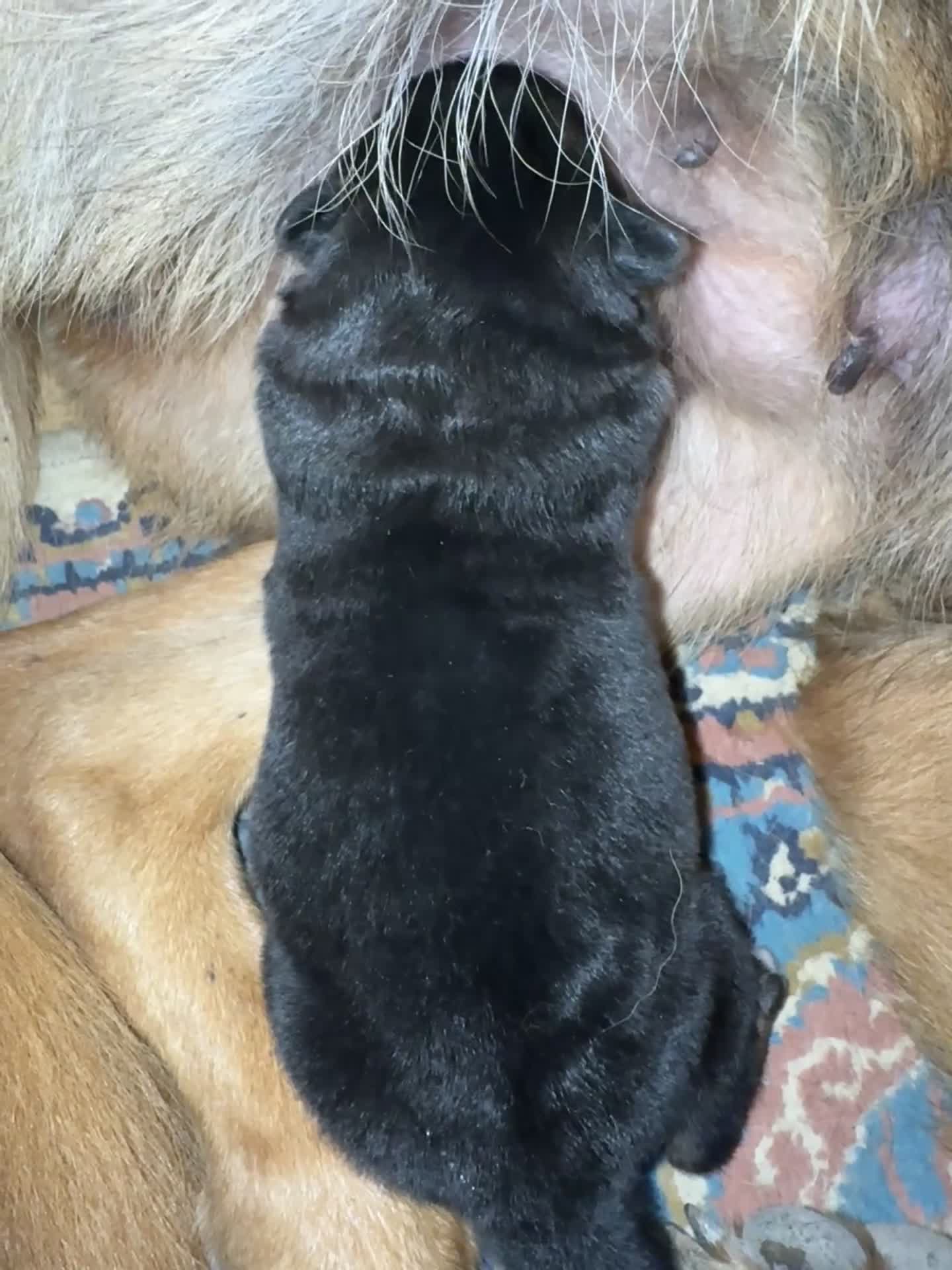 Pastore Tedesco cani in vendita: Cucciola di Pastore Tedesco  - Video 2