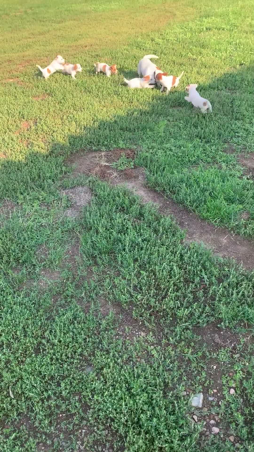 Jack Russell cani in vendita: Cuccioli Jack Russell a Città metropolitana di Milano - Video 1