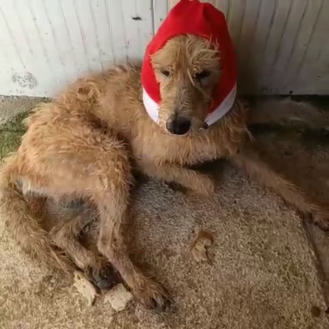 Meticcio cani in regalo: JERRY TENERISSIMO SPINONCINO - Video 1
