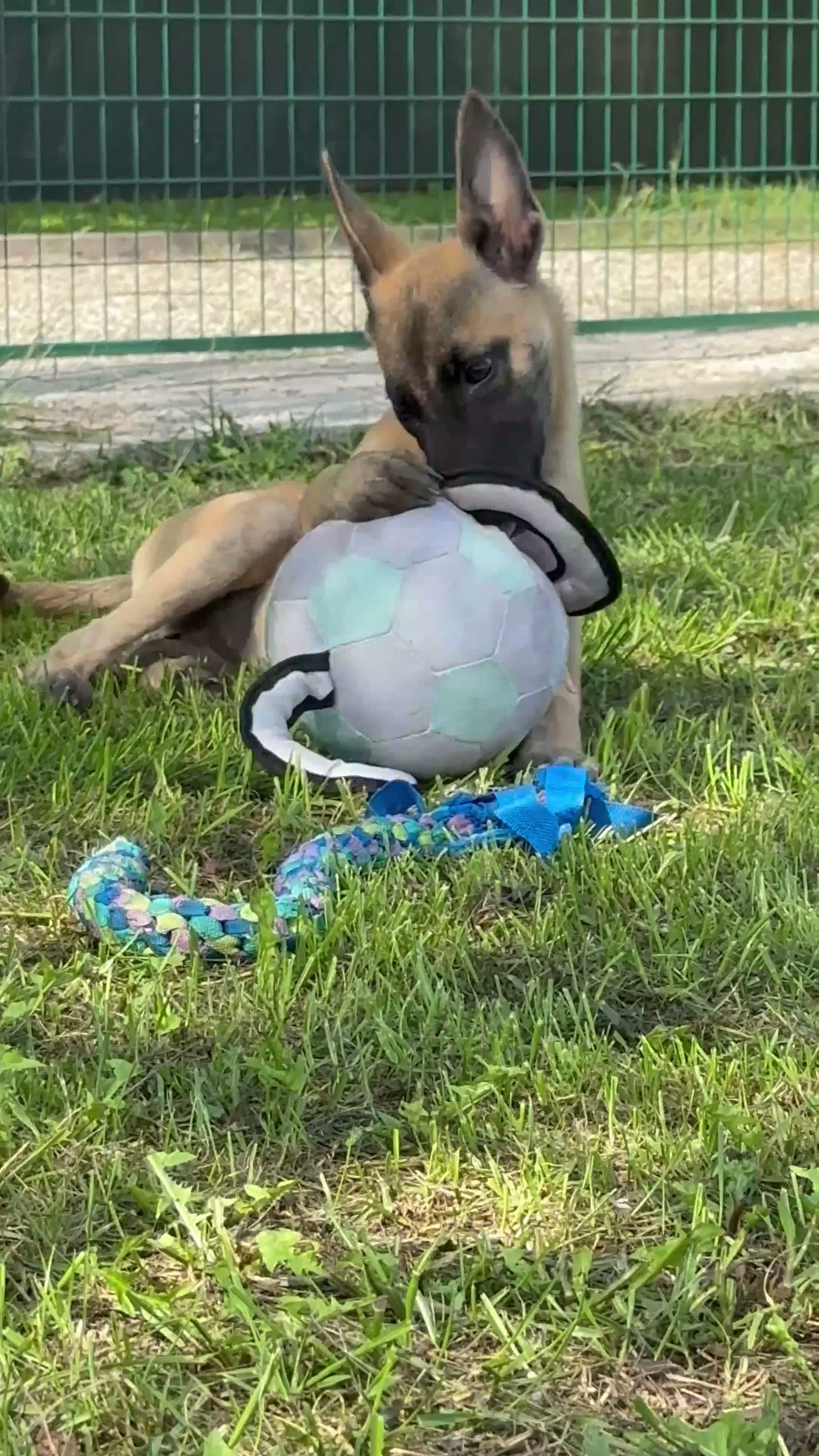 Pastore Belga cani in vendita: Cucciola pastore belga malinois  - Video 1