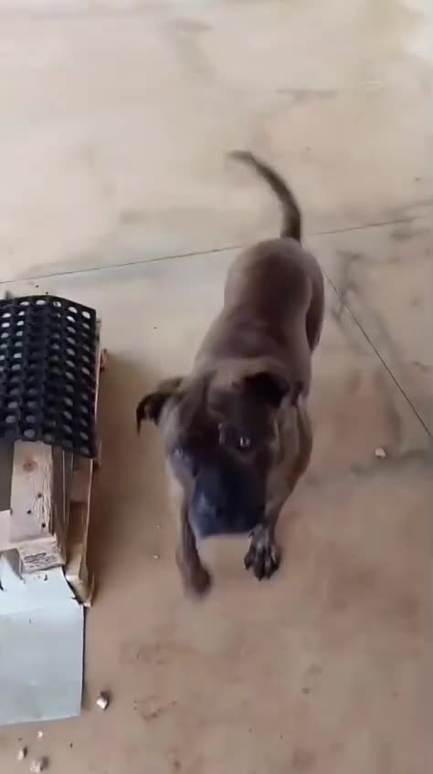 Meticcio cani in regalo: Luce, molossa dolce ubbidiente tenerona - Video 1
