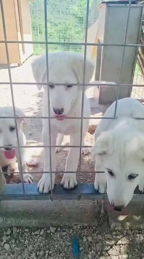 Meticcio cani in regalo: Cucciole femmine 3 mesi vaccinate - Video 3