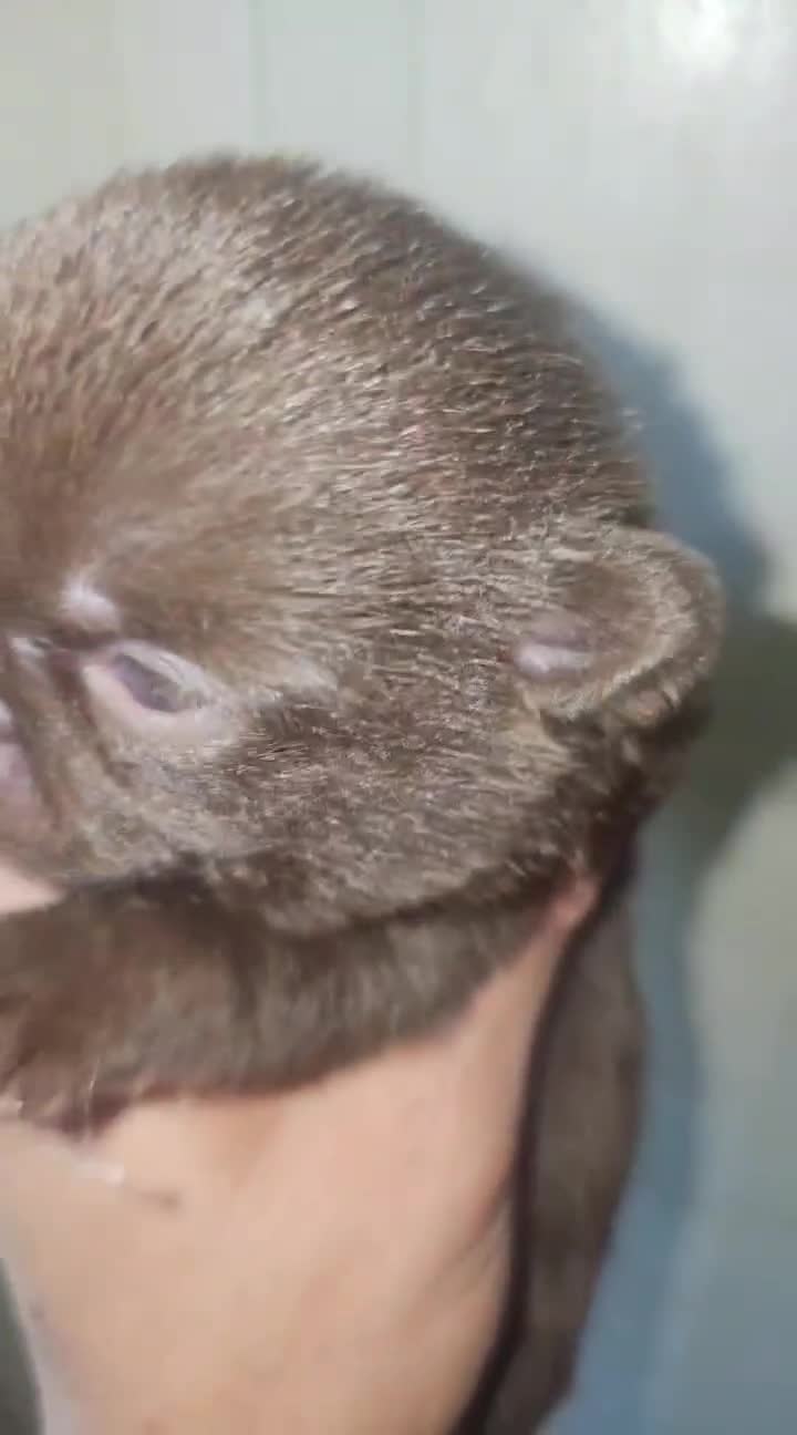 Chihuahua cani in vendita: Chihuahua  - Video 1