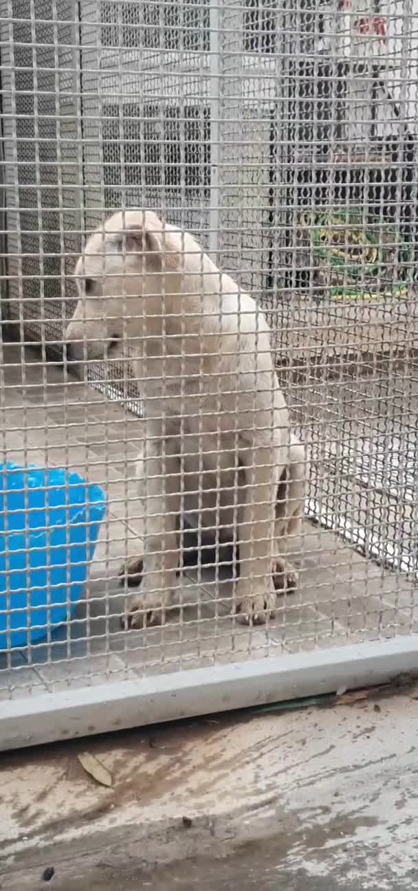 Labrador cani in regalo: Labrador cuccioli in canile - Video 2