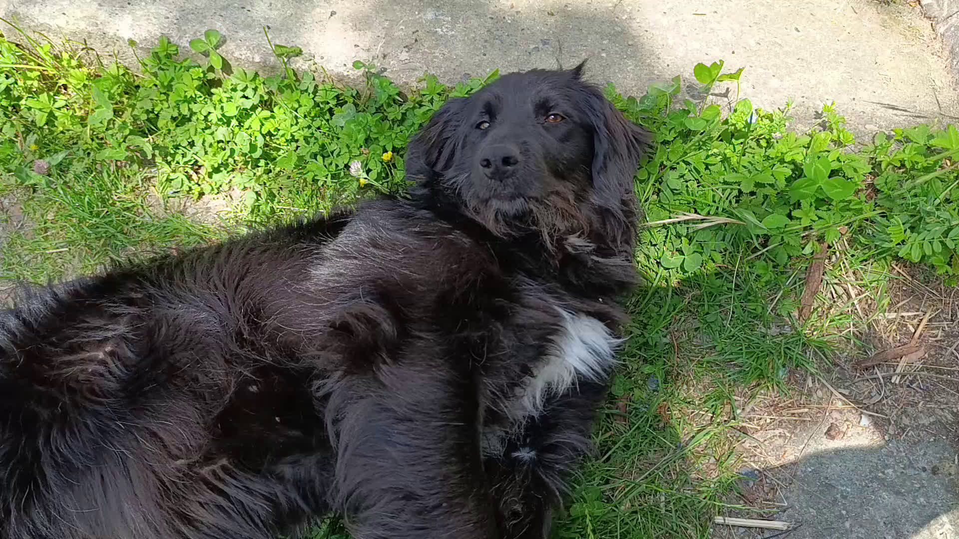 Border Collie cani in regalo: nuova casa felice per Alundra - Video 1