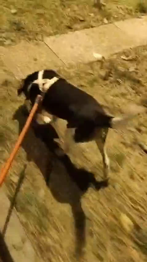 Beagle cani in regalo: Leo, Beagle maschio in canile - Video 2