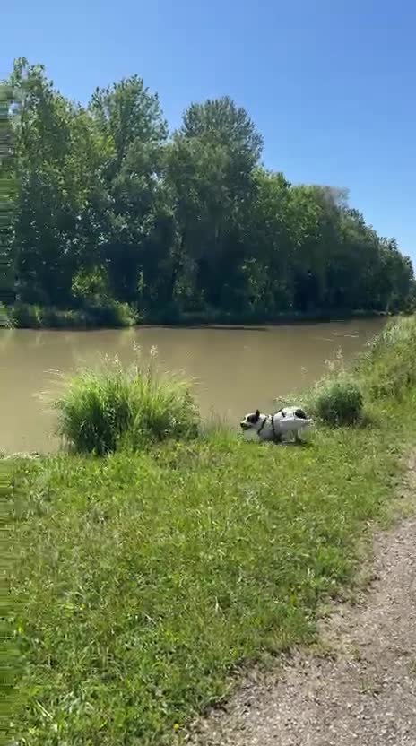 Meticcio cani in regalo:  2anni mix molossina il 27/6 torna al sud.TREVISO - Video 1