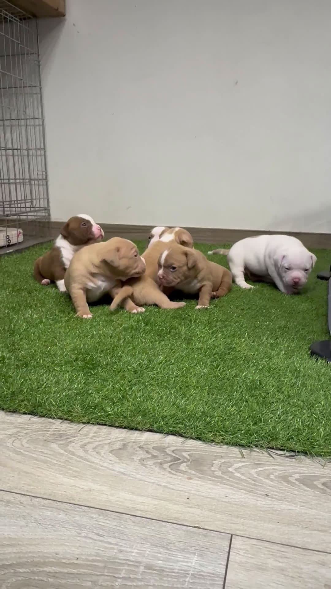 American Bully cani in vendita: Cuccioli di american Bully pocket  - Video 1
