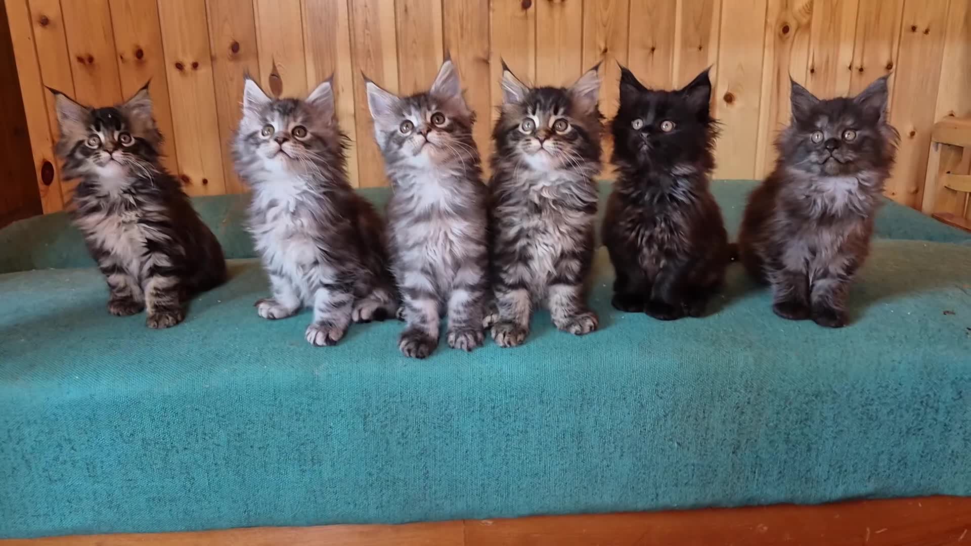 Maine Coon gatti in vendita: Maincoons cuccioli - Video 1