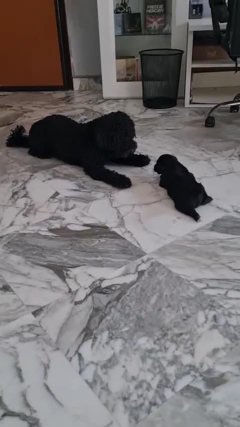Meticcio cani in regalo: Regalo Roma - Video 1