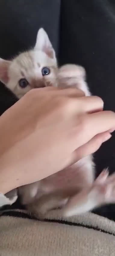 Bengala gatti in vendita: Cucciolo Bengala Snow marble Pedigree  - Video 1